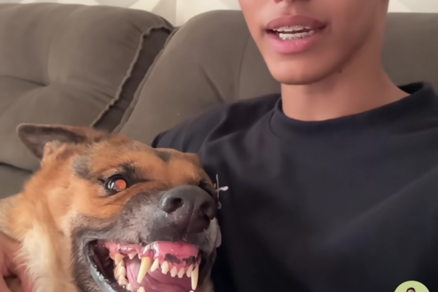 Viralizou: Músicas evangélicas que deixam Safira calma