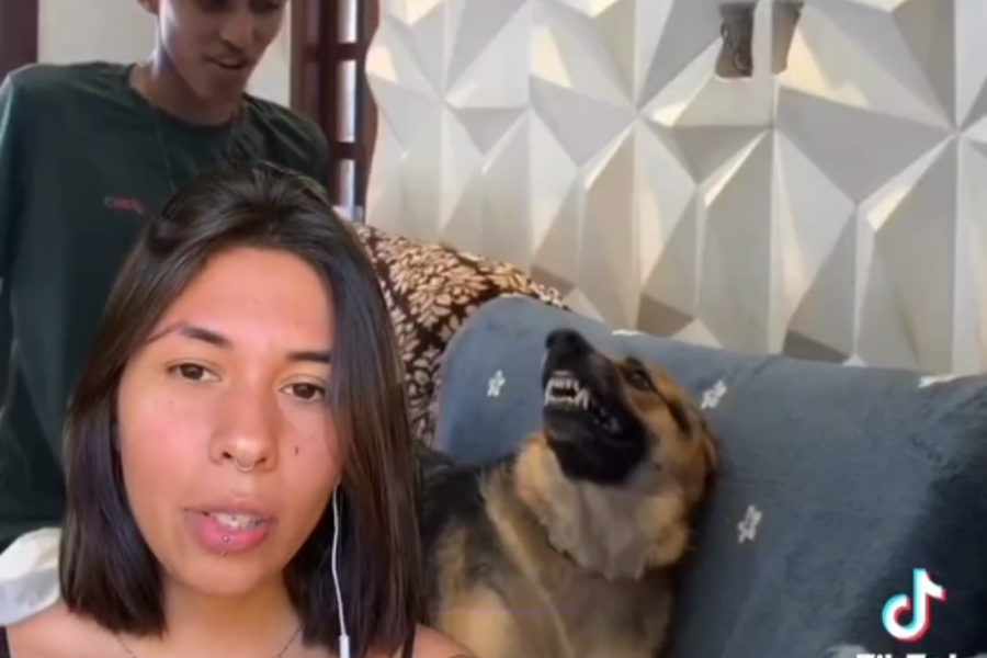 Alerta: adestradora analisa comportamento de cadela que se acalma com música gospel